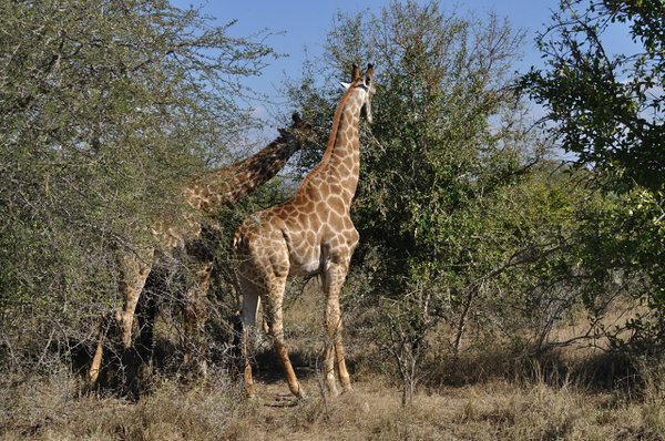 15- Giraffes