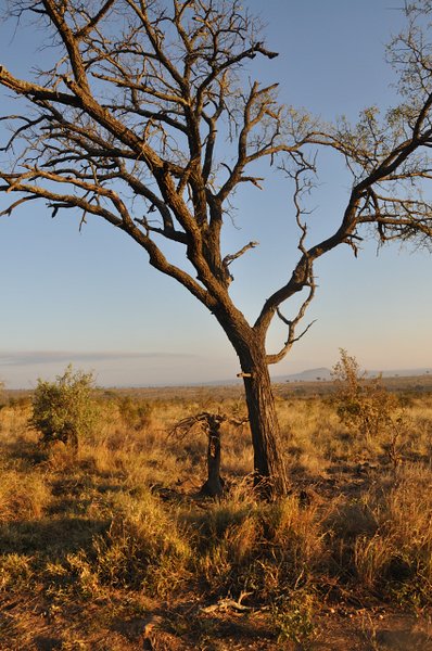 05- Kruger tree