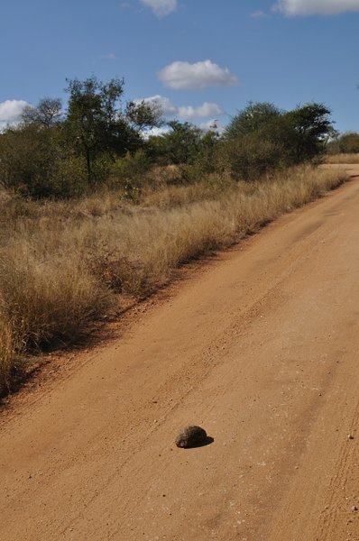 20- Turtle on the road