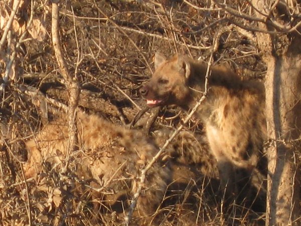15d- Hyenas