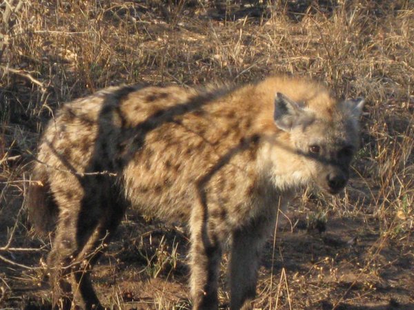 15e- Close up of hyena