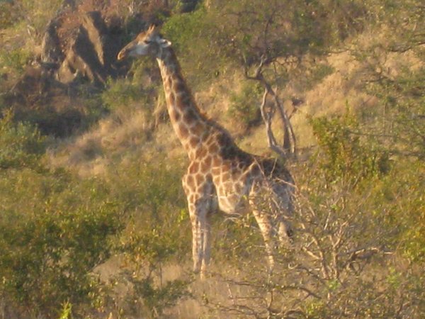 15a- Closer shot of giraffe