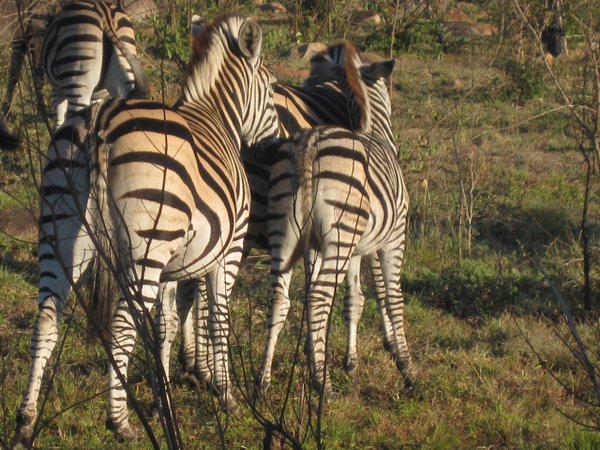 65- More zebra asses