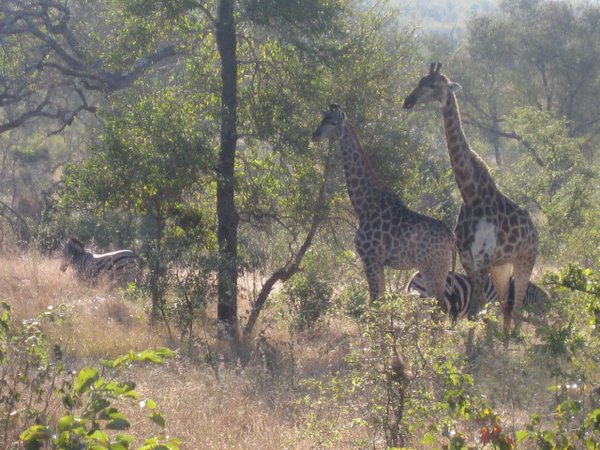 58- More giraffes and zebras