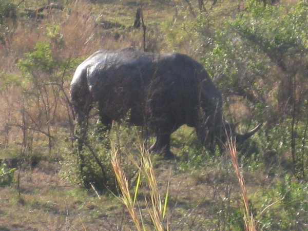 60- Rhino