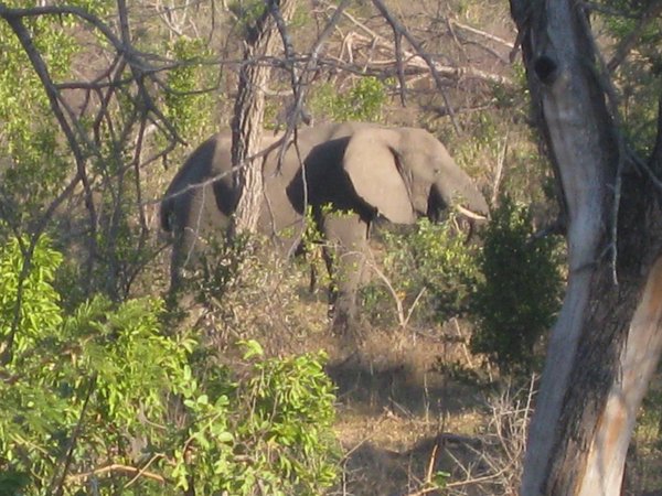 61- Elephant