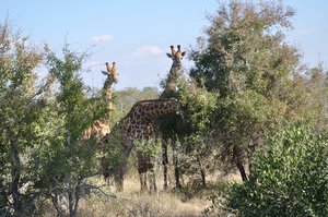 16- More shots of the giraffes