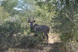 21- Male Kudu