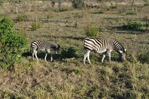 34- Zebras