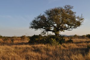 37- Kruger tree