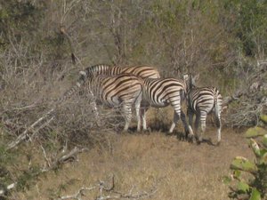 42- Zebra asses