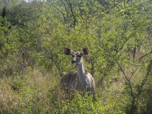 43- Female Kudu