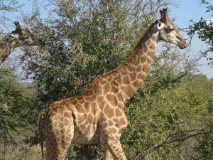 45- Another set of giraffes
