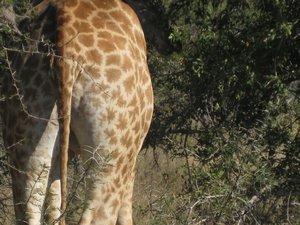46- Giraffe ass