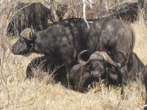 52- Closer shot of Buffalos