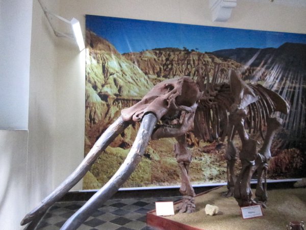 Prehistoric elephants in Bolivia!
