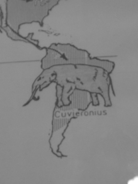 Cuvierionius