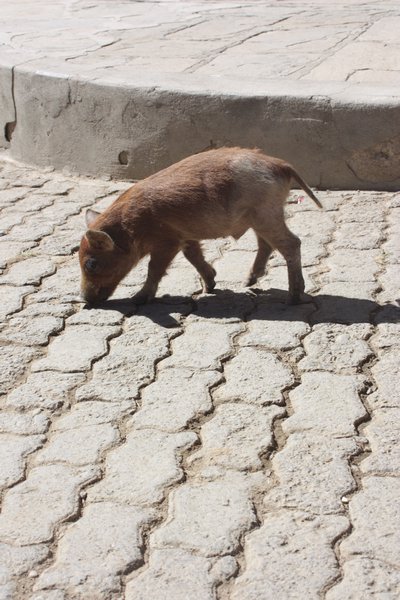 little pig in Chaguaya