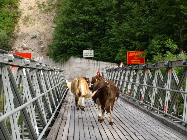Cattle being sent back to Montenegro