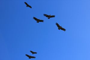 Andean Condors