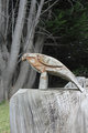 Bird carved into an old tree trunk