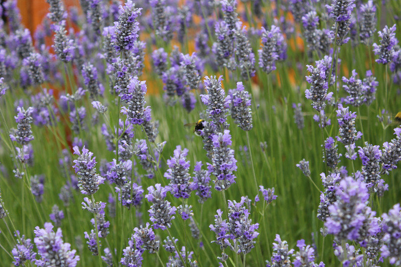 Busy bees in the lavender bushes