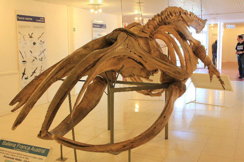 Whale skeleton