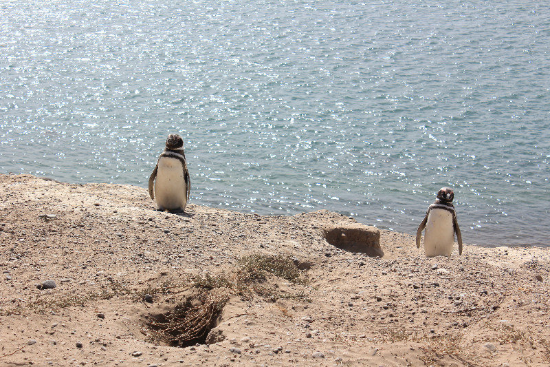 Magellanic penguins @ Valdez