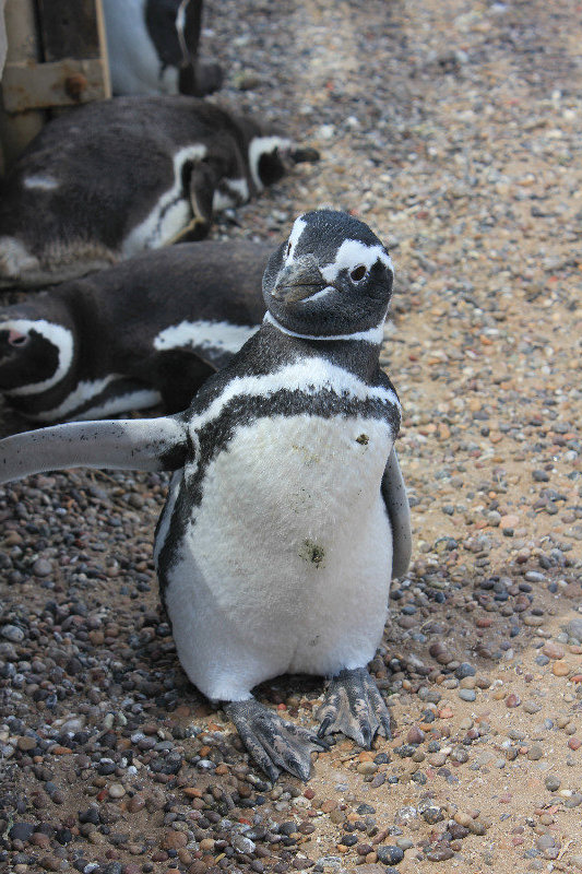 Magellanic penguins @ Punta Tumbo