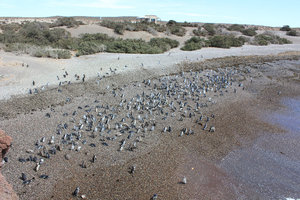 Magellanic penguins @ Punta Tumbo