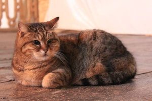 Hagia Sophia cat
