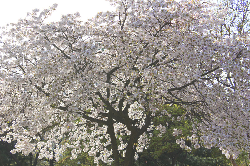 Cherry blossoms outside of the Gyeongbokgong Palace