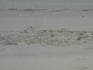 crabs in the sand...