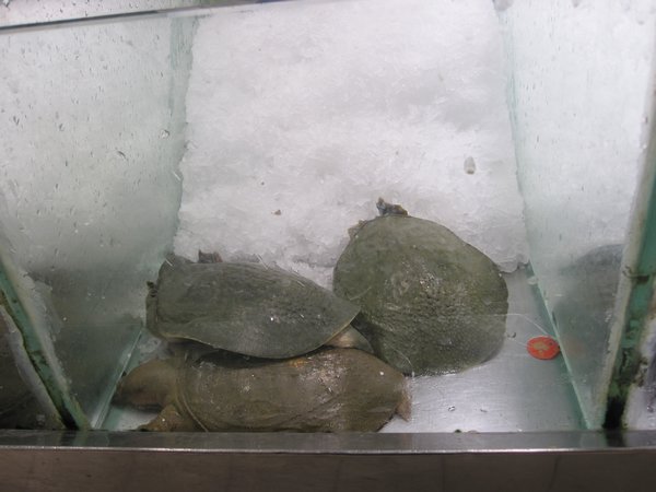 Living sea turtles
