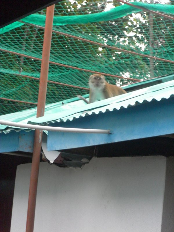 Angry monkey...
