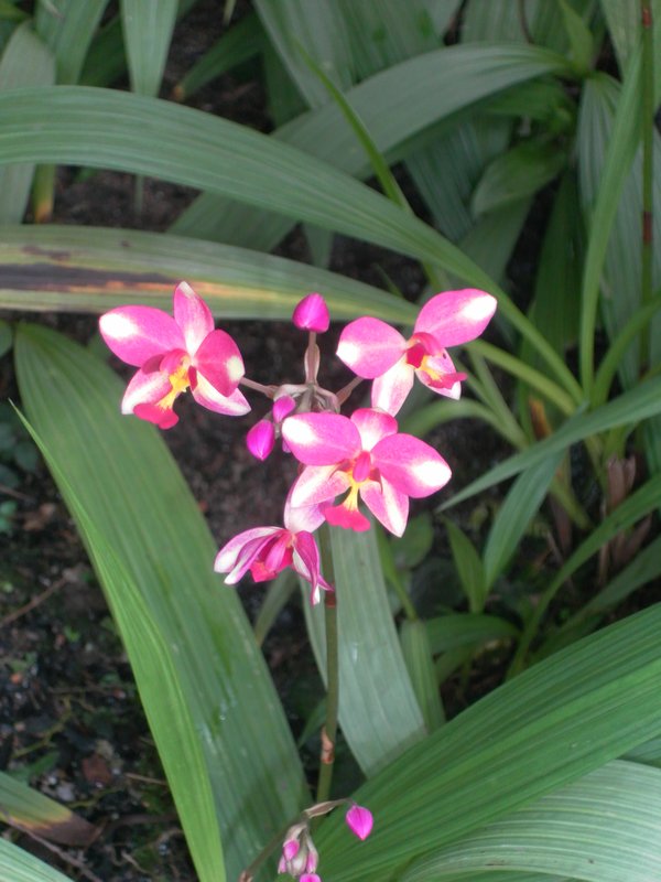 Orchid Garden, KL