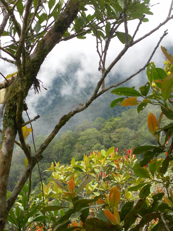 Kinabalu national park