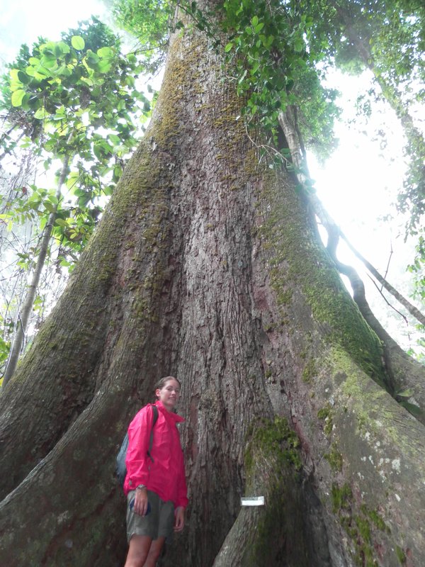 Giant tree of Sepilok