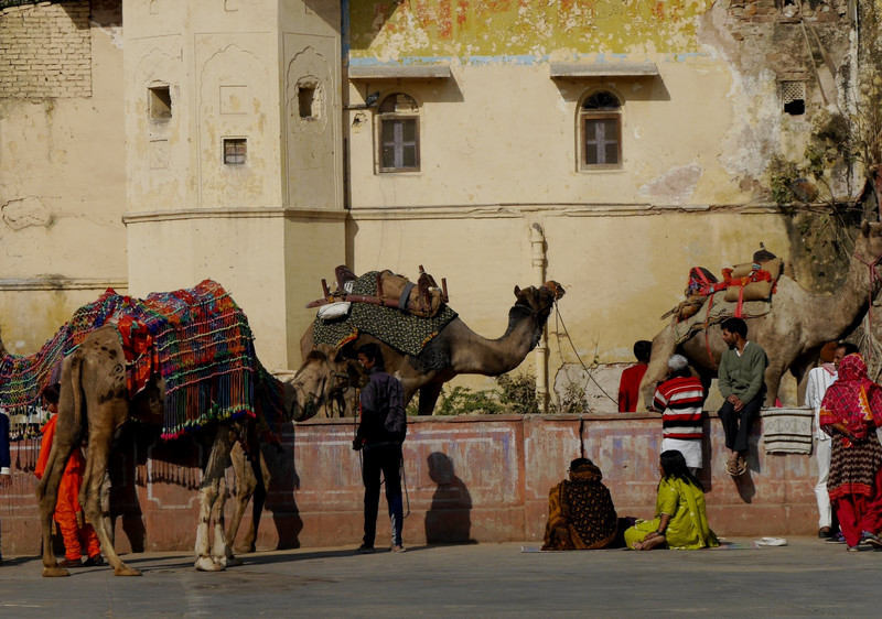 Camels en route for the Amber Fort