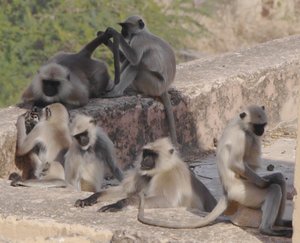 Amber Fort monkeys