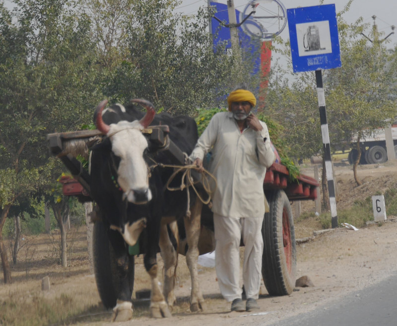 Bullock cart off to the petrol station for fuel