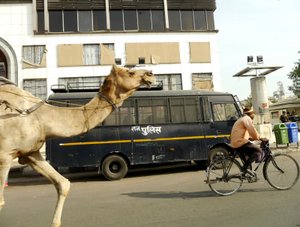 Camel Race 