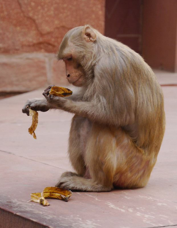 Agra Red Fort monkey