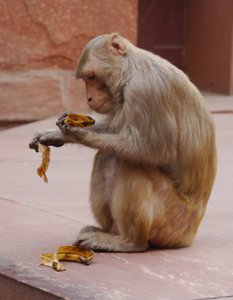 Agra Red Fort monkey