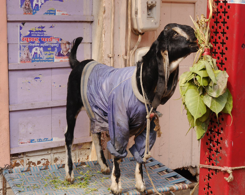 Cosy goat