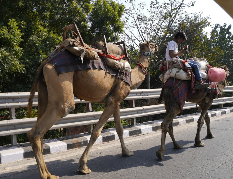 Old Delhi camels on the main road
