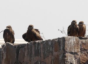 Old Delhi old palace eagles
