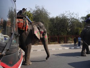 Old Delhi elephant on the main road