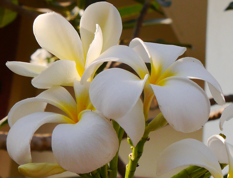 Favourite Frangipani flower