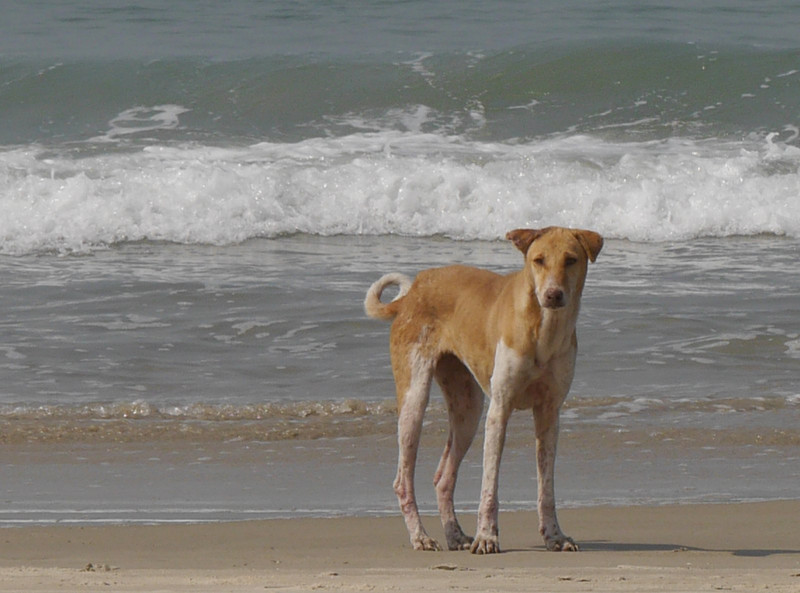 This is a Beach dog. Like a street dog but on the beach